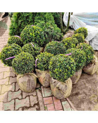 Самшит вічнозелений Куля | Самшит вечнозелёный Шар | Buxus sempervirens Ball
