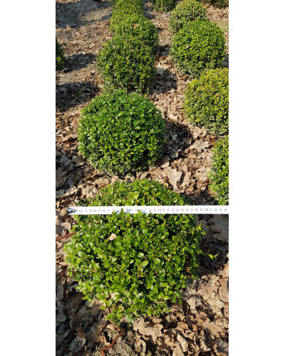 Самшит вічнозелений Куля | Самшит вечнозелёный Шар | Buxus sempervirens Ball