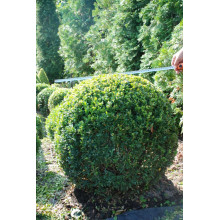 Самшит вічнозелений Куля | Самшит вечнозелёный Шар | Buxus sempervirens Ball
