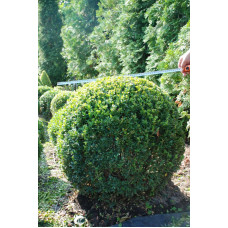 Самшит вічнозелений Куля | Самшит вечнозелёный Шар | Buxus sempervirens Ball