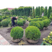 Самшит вічнозелений Куля | Самшит вечнозелёный Шар | Buxus sempervirens Ball