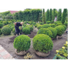 Самшит вічнозелений Куля | Самшит вечнозелёный Шар | Buxus sempervirens Ball