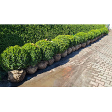Самшит вічнозелений Куля | Самшит вечнозелёный Шар | Buxus sempervirens Ball