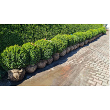 Самшит вічнозелений Куля | Самшит вечнозелёный Шар | Buxus sempervirens Ball