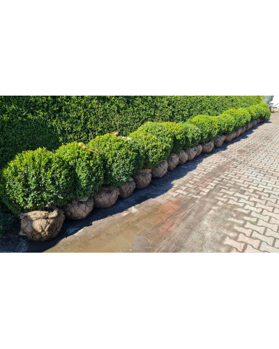 Самшит вічнозелений Куля | Самшит вечнозелёный Шар | Buxus sempervirens Ball