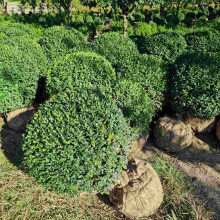 Самшит вічнозелений Куля | Самшит вечнозелёный Шар | Buxus sempervirens Ball