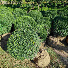 Самшит вічнозелений Куля | Самшит вечнозелёный Шар | Buxus sempervirens Ball