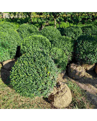 Самшит вічнозелений Куля | Самшит вечнозелёный Шар | Buxus sempervirens Ball