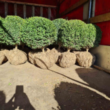 Самшит вічнозелений Куля | Самшит вечнозелёный Шар | Buxus sempervirens Ball