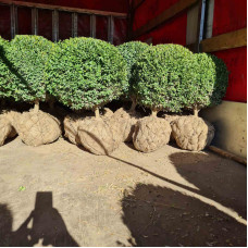 Самшит вічнозелений Куля | Самшит вечнозелёный Шар | Buxus sempervirens Ball