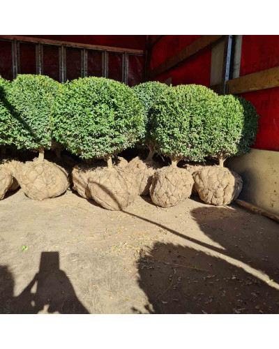 Самшит вічнозелений Куля | Самшит вечнозелёный Шар | Buxus sempervirens Ball