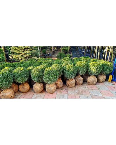 Самшит вічнозелений Куля | Самшит вечнозелёный Шар | Buxus sempervirens Ball
