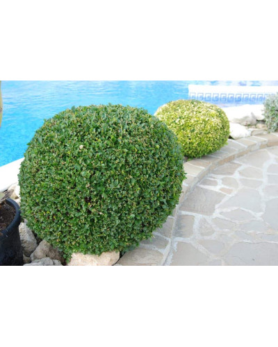 Самшит вічнозелений Куля | Самшит вечнозелёный Шар | Buxus sempervirens Ball