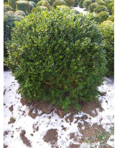 Самшит вічнозелений Куля | Самшит вечнозелёный Шар | Buxus sempervirens Ball