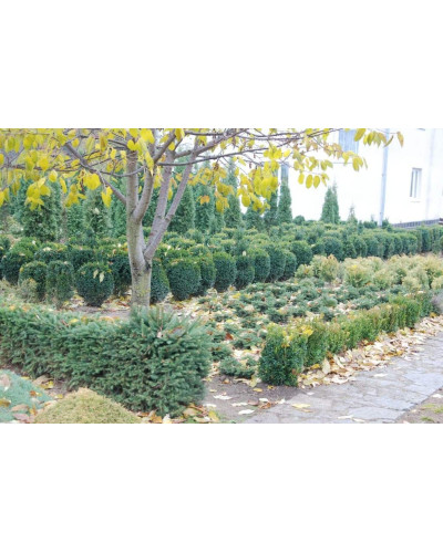 Самшит вічнозелений Куля | Самшит вечнозелёный Шар | Buxus sempervirens Ball