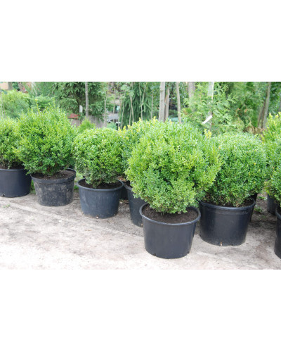 Самшит вічнозелений Куля | Самшит вечнозелёный Шар | Buxus sempervirens Ball