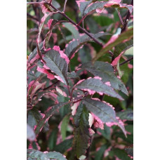 Слива розчепірена Хессея | Слива растопыренная Хессея | Prunus cerasifera Hessei
