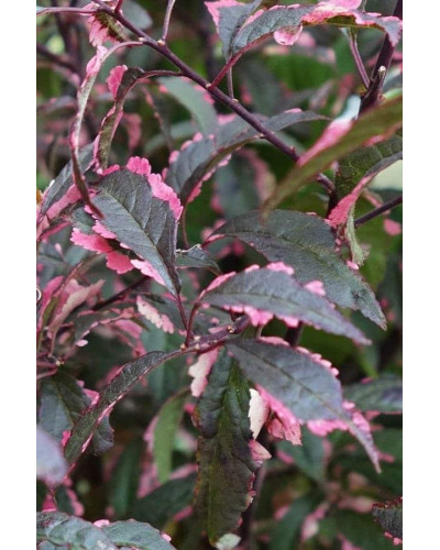 Слива розчепірена Хессея | Слива растопыренная Хессея | Prunus cerasifera Hessei