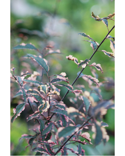 Слива розчепірена Хессея | Слива растопыренная Хессея | Prunus cerasifera Hessei