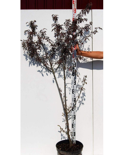 Слива розчепірена Хессея | Слива растопыренная Хессея | Prunus cerasifera Hessei