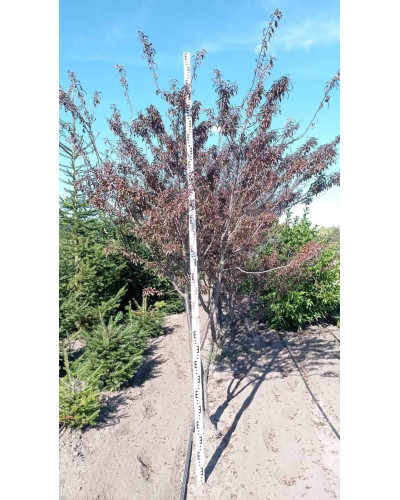 Слива розчепірена Хессея | Слива растопыренная Хессея | Prunus cerasifera Hessei