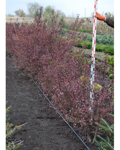 Слива розчепірена Хессея | Слива растопыренная Хессея | Prunus cerasifera Hessei