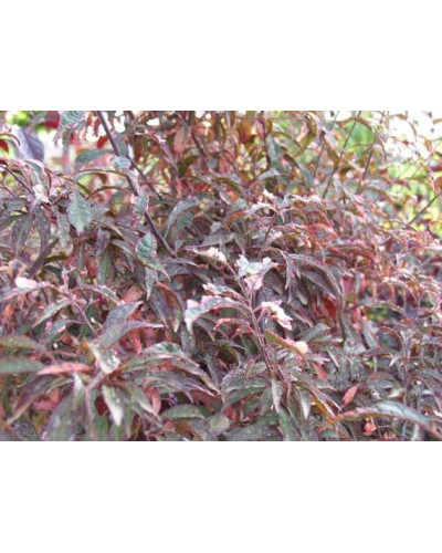 Слива розчепірена Хессея | Слива растопыренная Хессея | Prunus cerasifera Hessei