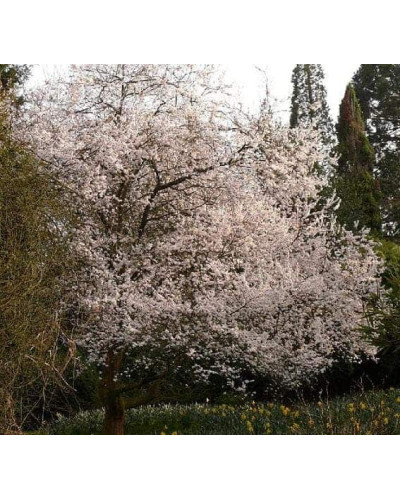 Слива розчепірена Хессея | Слива растопыренная Хессея | Prunus cerasifera Hessei