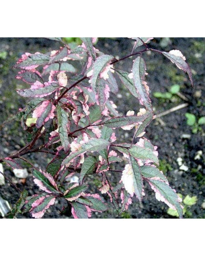 Слива розчепірена Хессея | Слива растопыренная Хессея | Prunus cerasifera Hessei