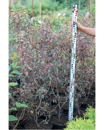Слива розчепірена Хессея | Слива растопыренная Хессея | Prunus cerasifera Hessei