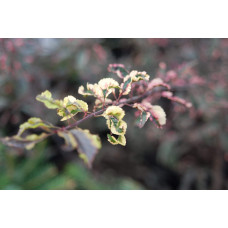 Слива розчепірена Хессея | Слива растопыренная Хессея | Prunus cerasifera Hessei