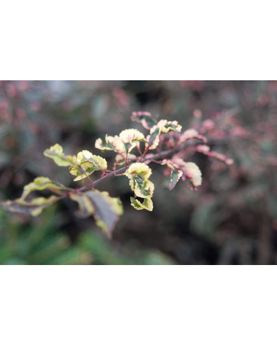 Слива розчепірена Хессея | Слива растопыренная Хессея | Prunus cerasifera Hessei