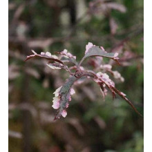 Слива розчепірена Хессея | Слива растопыренная Хессея | Prunus cerasifera Hessei