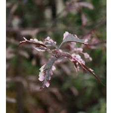 Слива розчепірена Хессея | Слива растопыренная Хессея | Prunus cerasifera Hessei