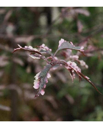 Слива розчепірена Хессея | Слива растопыренная Хессея | Prunus cerasifera Hessei