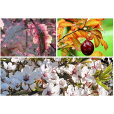 Слива розчепірена Хессея | Слива растопыренная Хессея | Prunus cerasifera Hessei