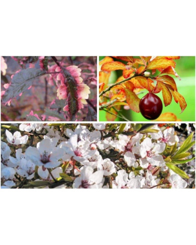 Слива розчепірена Хессея | Слива растопыренная Хессея | Prunus cerasifera Hessei