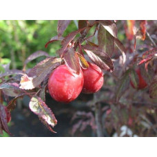 Слива розчепірена Хессея | Слива растопыренная Хессея | Prunus cerasifera Hessei