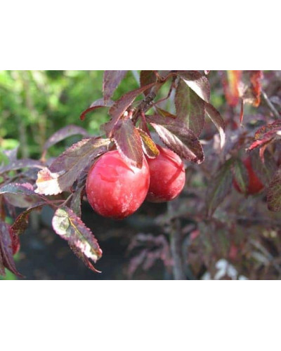 Слива розчепірена Хессея | Слива растопыренная Хессея | Prunus cerasifera Hessei