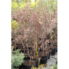 Слива розчепірена Хессея | Слива растопыренная Хессея | Prunus cerasifera Hessei