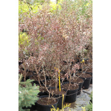 Слива розчепірена Хессея | Слива растопыренная Хессея | Prunus cerasifera Hessei