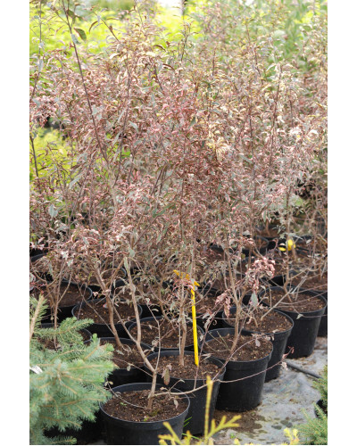 Слива розчепірена Хессея | Слива растопыренная Хессея | Prunus cerasifera Hessei