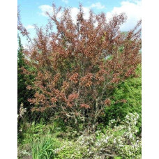Слива розчепірена Хессея | Слива растопыренная Хессея | Prunus cerasifera Hessei