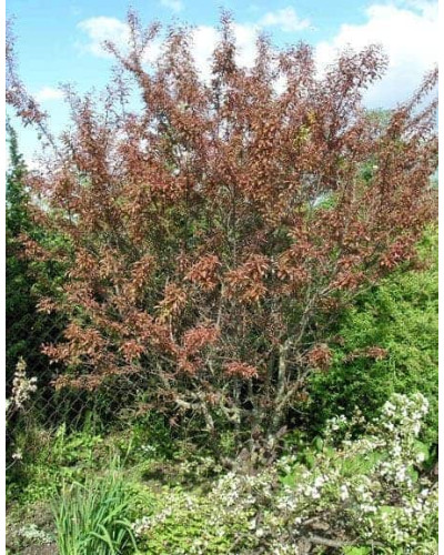 Слива розчепірена Хессея | Слива растопыренная Хессея | Prunus cerasifera Hessei