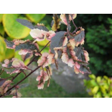Слива розчепірена Хессея | Слива растопыренная Хессея | Prunus cerasifera Hessei
