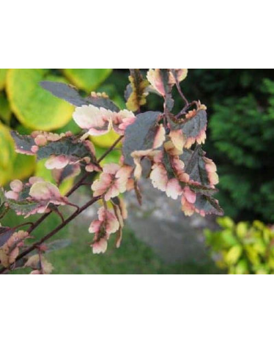 Слива розчепірена Хессея | Слива растопыренная Хессея | Prunus cerasifera Hessei