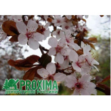 Слива розчепірена Піссарді (кущ) | Слива растопыренная Писсарди (куст) | Prunus cerasifera Pissardii