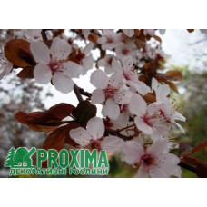 Слива розчепірена Піссарді (кущ) | Слива растопыренная Писсарди (куст) | Prunus cerasifera Pissardii