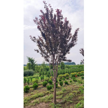 Слива розчепірена Піссарді (кущ) | Слива растопыренная Писсарди (куст) | Prunus cerasifera Pissardii