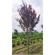 Слива розчепірена Піссарді (кущ) | Слива растопыренная Писсарди (куст) | Prunus cerasifera Pissardii